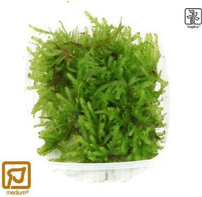 Tropica Vesicularia Dubyana Christmas Moss Portion