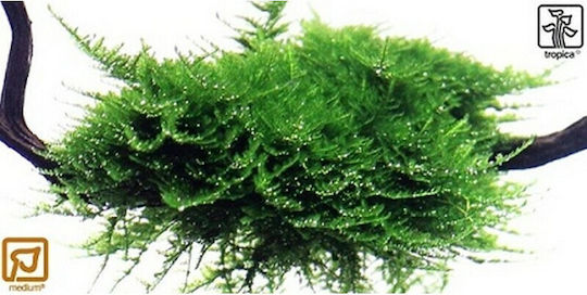 Tropica Vesicularia Dubyana Christmas Moss On Wood Live Aquarium Plant Java