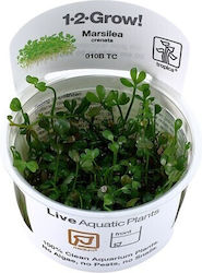 Tropica 1-2-grow Lebende Aquariumspflanze Marsilea