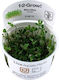 Tropica 1-2-grow Lebende Aquariumspflanze Marsilea