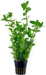 Tropica Caroliniana Potted Plantă acvatică vie Bacopa