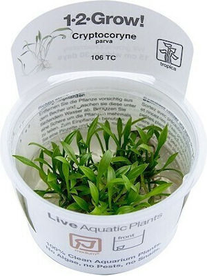 Tropica Parva 1-2-grow Lebende Aquariumspflanze Cryptocoryne Nevilli