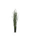 Dried Plant Lavender Green 1pcs