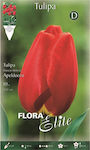 Gemma Tulip Bulbs 10pcs