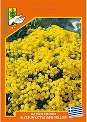 Άλυσσος Κίτρινο 311 Seeds Sweet Alyssum
