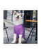 Strickpullover Hund in Lila Farbe 40cm.