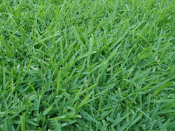 Seeds Grass Kikougiou 500gr