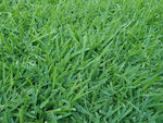 Seeds Grass Kikougiou 500gr