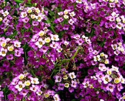 Seeds Sweet Alyssum 0.8gr Purple