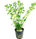 S.i Bacopa Live Aquarium Plant