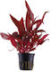 S.i Alternanthera Live Aquarium Plant