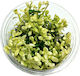 S.i Bacopa Live Aquarium Plant