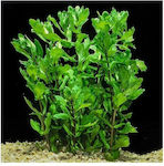 Live Aquarium Plant