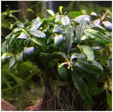 Mini Bucephalandra Live Aquarium Plant