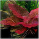 Nymphaea Lotus Live Aquarium Plant