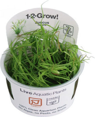 Tropica 1-2 Grow! Plantă acvatică vie Juncus repens