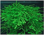 Misirlis Aquarium Live Aquarium Plant