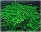 Misirlis Aquarium Ζωντανό Φυτό Ενυδρείου