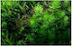 Misirlis Aquarium Live Aquarium Plant