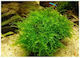 Misirlis Aquarium Live Aquarium Plant