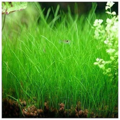 Misirlis Aquarium Eleocharis Live Aquarium Plant