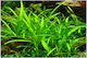 Misirlis Aquarium Sagittaria Platyphylla Live Aquarium Plant
