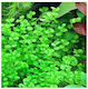 Misirlis Aquarium Lebende Aquariumspflanze Johanniskraut