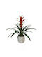 Guzmania Ύψους 65бр