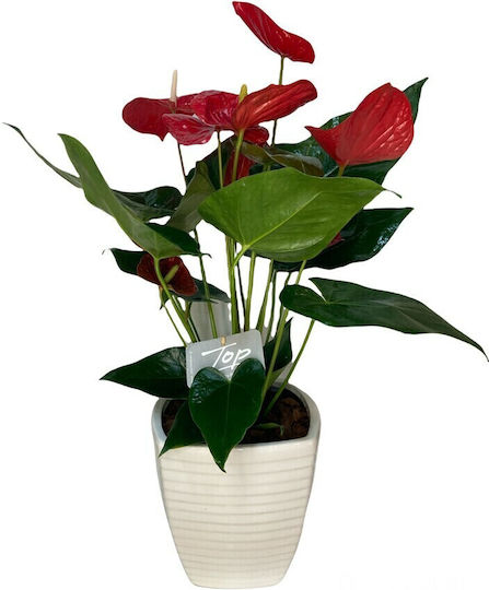 Floare de coadă (Anthurium) De interior Înălțime 80buc