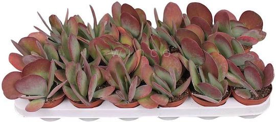 Kalanchoe Thyrsiflora 8.5cm