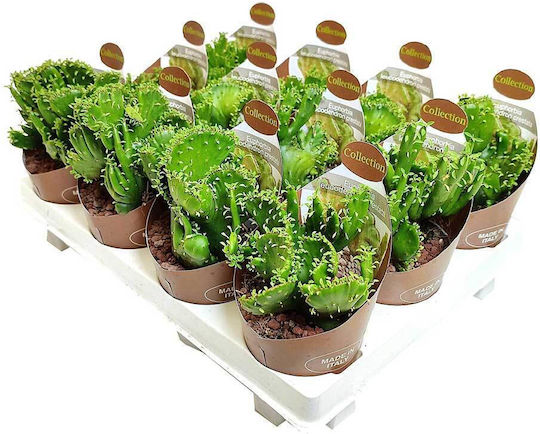 Euphorbia Leucodendron F Crestata 6.5cm
