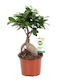Bonsai