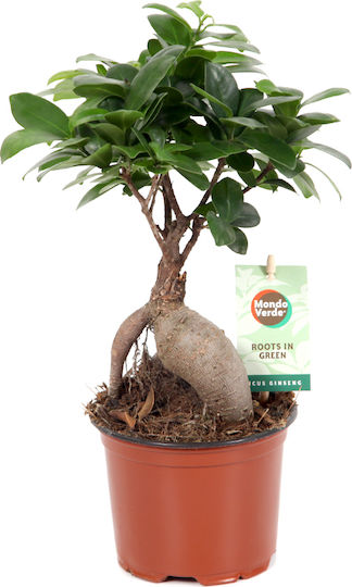 Bonsai Bonsai