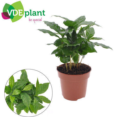 Coffea Arabica