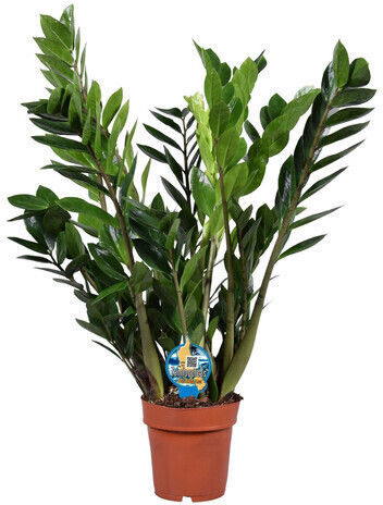 Zamiifolia 10+ Springs Xxl Εσωτερικού Χώρου