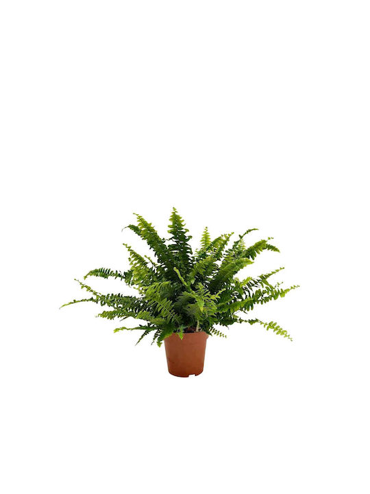 Green Leaf Farn Höhe 35cm