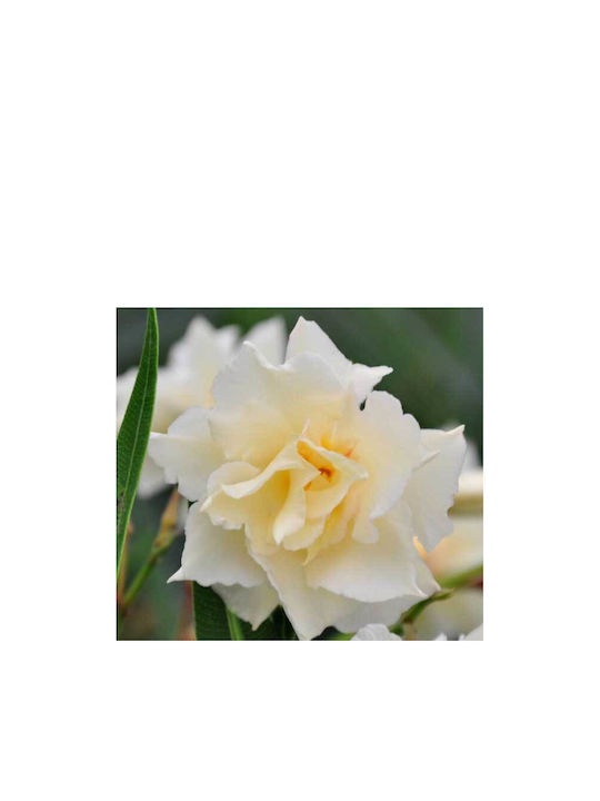 Green Leaf Oleander 20lt