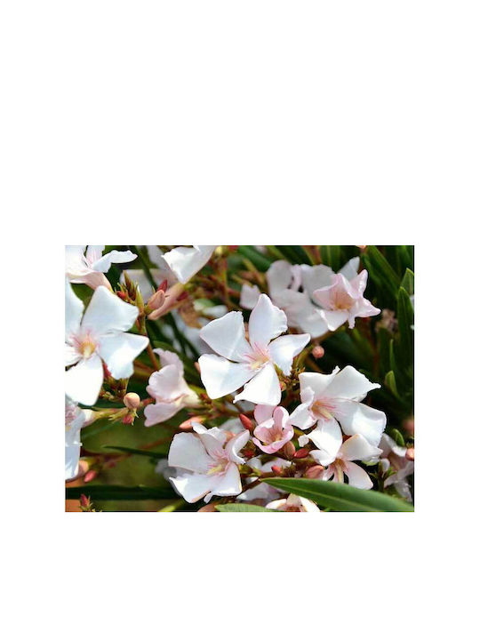 Green Leaf Oleander 20lt