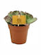 Kalanchoe Humilis 12cm