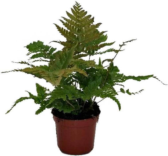 Dryopteris Erythrosora 8.5cm