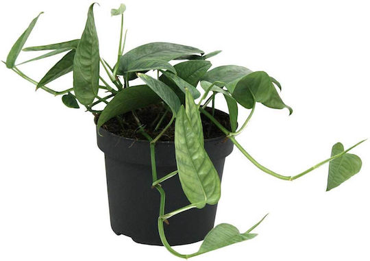 Blau' Indoor EPIPREMCEBUBLUE12CM