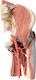 Erler Zimmer Manechin de antrenament Organele interne