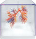 Erler Zimmer Internal Organs Model