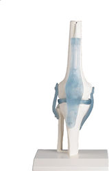 Erler Zimmer Appendages & Joints Model