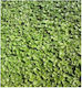 Evotris Dichondra Reppens Seeds Grass Dichondra 1.0kg