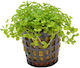 SonGrow Живо Аквариумно Растение Micranthemum