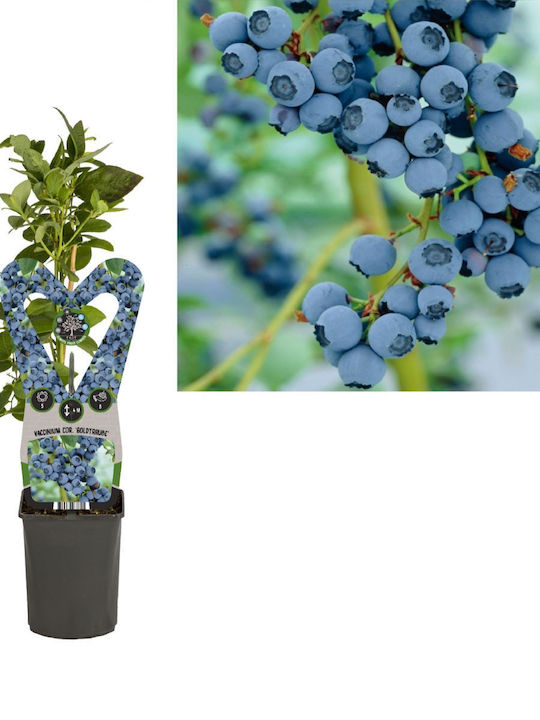 Vaccinium Corymbosum Ύψους 150εκ. Vaccinium Corymbosum Ύψους 150εκ.