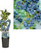 Vaccinium Corymbosum Ύψους 150εκ.