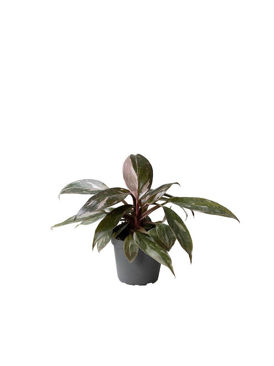 Philodendron 'pink Princess Marble' 6cm