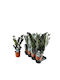 Green Leaf Succulent Indoor Height 35cm